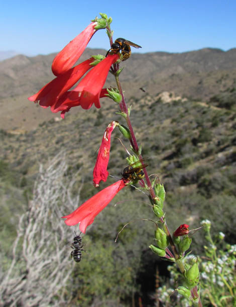 Eaton's Firecracker